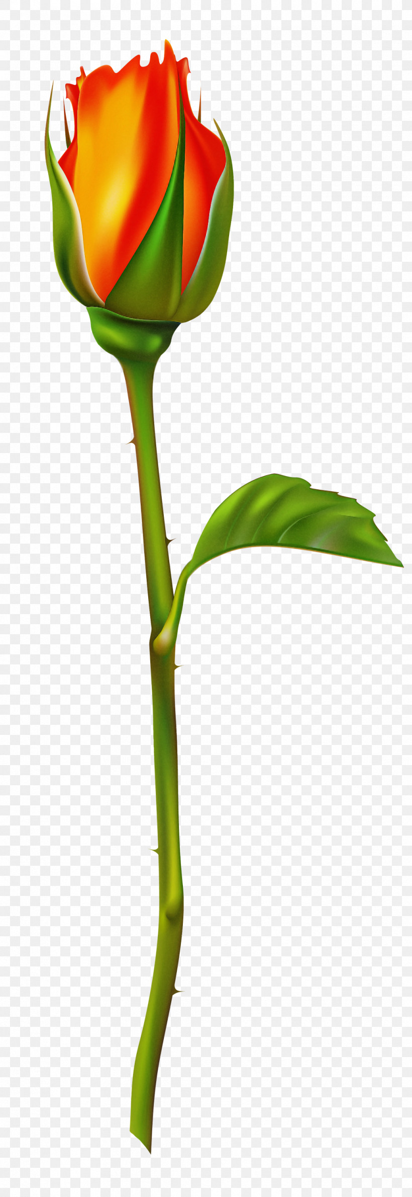 Flower Plant Stem Leaf Plant Bud, PNG, 1034x2999px, Flower, Arum Family, Bud, Leaf, Pedicel Download Free