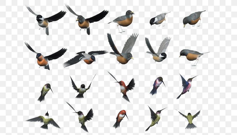 Bird Flight, PNG, 650x467px, Bird, Beak, Cdr, Coreldraw, Fauna Download Free