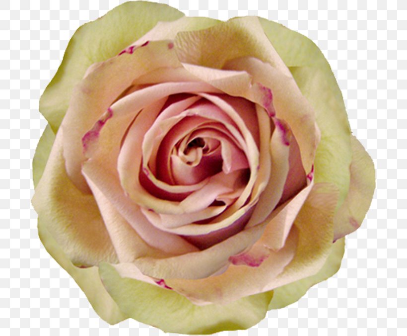 Centifolia Roses Garden Roses Beach Rose Microsoft PowerPoint, PNG, 698x676px, Centifolia Roses, Beach Rose, Blog, Close Up, Color Download Free