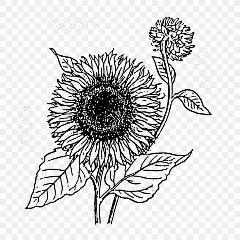 Common Sunflower Rubber Stamp Cut Flowers Postage Stamps, PNG, 1000x1000px, Common Sunflower, Artwork, Black And White, Cardmaking, Craft Download Free