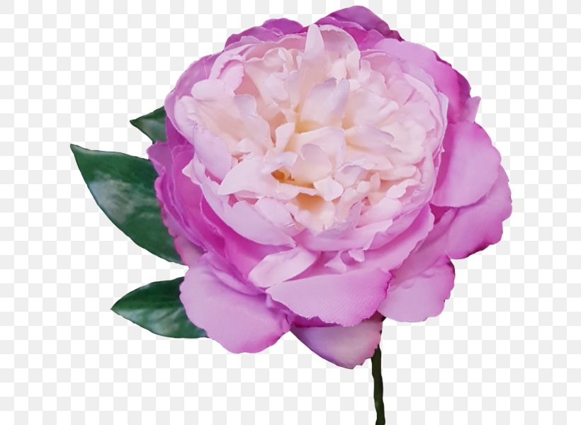 Garden Roses Peony Centifolia Roses Cut Flowers, PNG, 800x600px, Garden Roses, Artificial Flower, Centifolia Roses, Cornflower, Cut Flowers Download Free