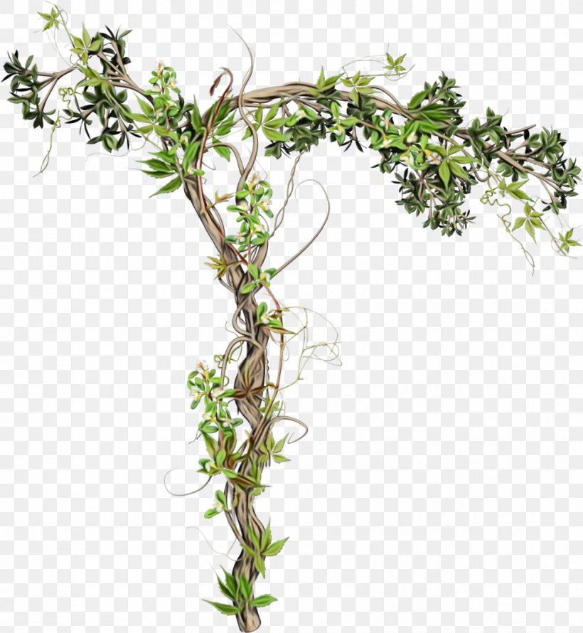 Ivy, PNG, 994x1080px, Watercolor, Branch, Breckland Thyme, Flower, Flowering Plant Download Free