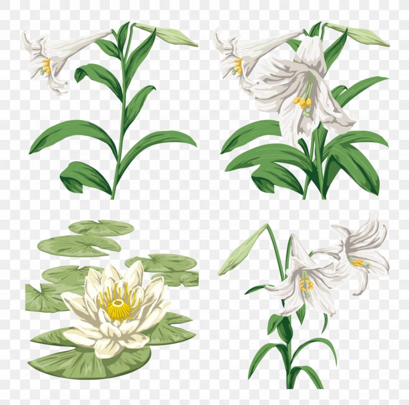 Image Design Vector Graphics Download, PNG, 1024x1013px, Madonna Lily, Flora, Flower, Flowering Plant, Lily Download Free