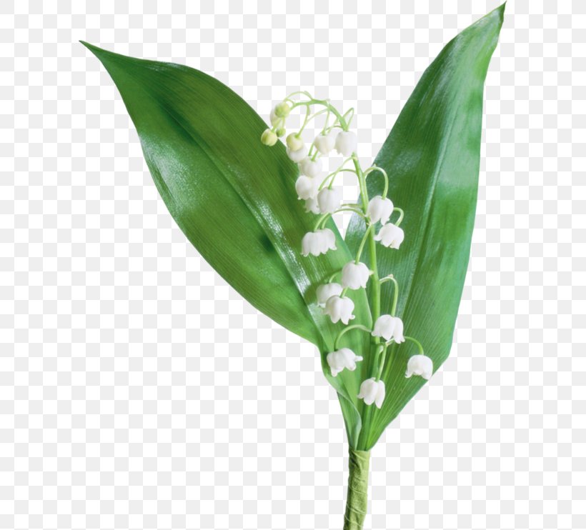 The Lily Of The Valley Flower, PNG, 600x742px, Lily Of The Valley, Convallaria, Cut Flowers, Data Compression, Flower Download Free