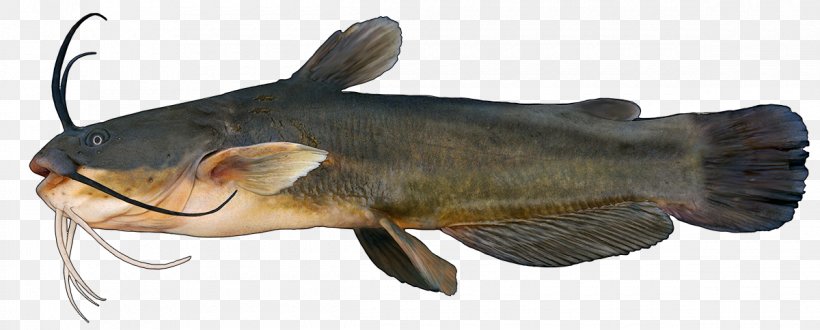 Catfish Fishing Carp Yellow Bullhead, PNG, 1200x484px, Catfish, Animal Source Foods, Black Bullhead, Bony Fish, Brown Bullhead Download Free