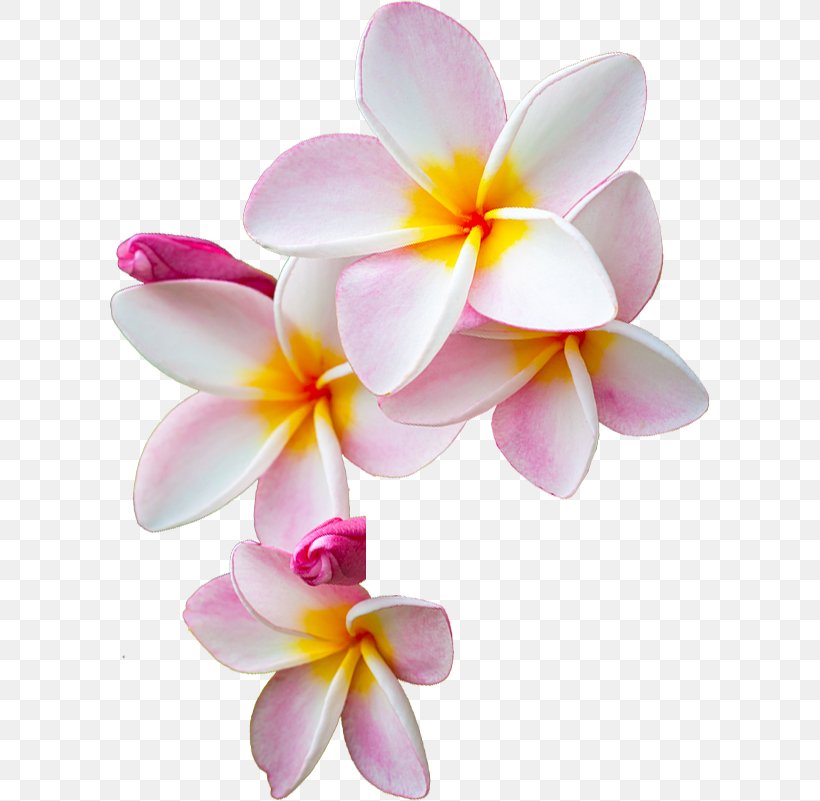 Flower I Am Moana Pin Te Fiti, PNG, 601x801px, Flower, Flower Garden, Flowering Plant, I Am Moana, Lilac Download Free