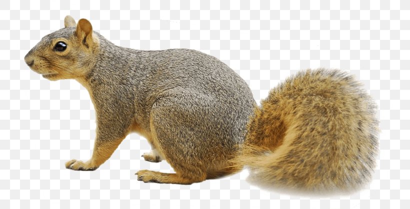 Fox Squirrel Raccoon Rodent, PNG, 759x419px, Fox Squirrel, Animal, Bat, Chipmunk, Fauna Download Free
