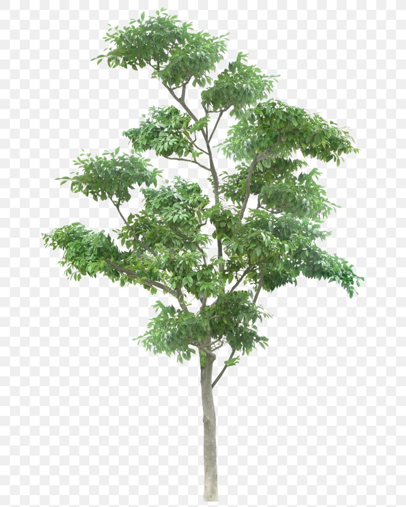 Out-Tree Branch Plants Trunk, PNG, 675x1024px, 2d Computer Graphics ...