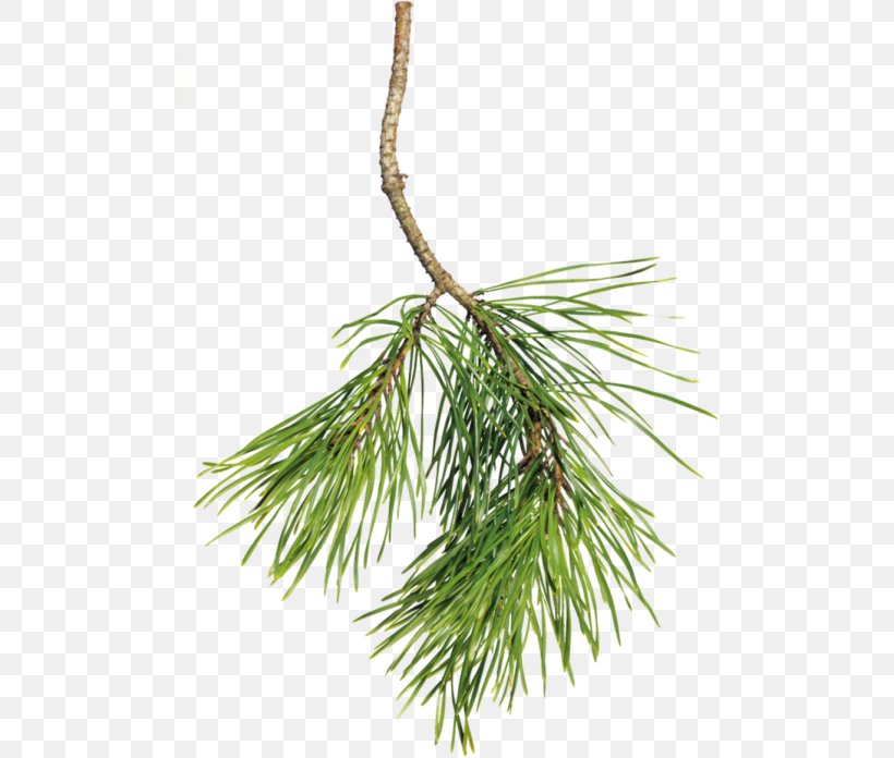 Spruce Needle Desktop Wallpaper Clip Art, PNG, 500x696px, Spruce, Albom, Branch, Christmas Ornament, Conifer Download Free