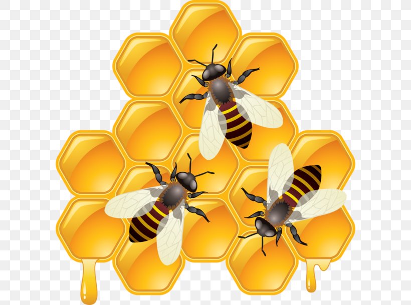 Bee Drawing Honeycomb, PNG, 600x609px, Bee, Art, Arthropod, Can Stock Photo, Drawing Download Free