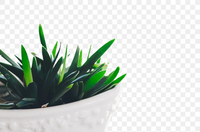 Cactus, PNG, 1200x795px, Flowerpot, Cactus, Haworthia, Haworthiopsis Attenuata, Houseplant Download Free