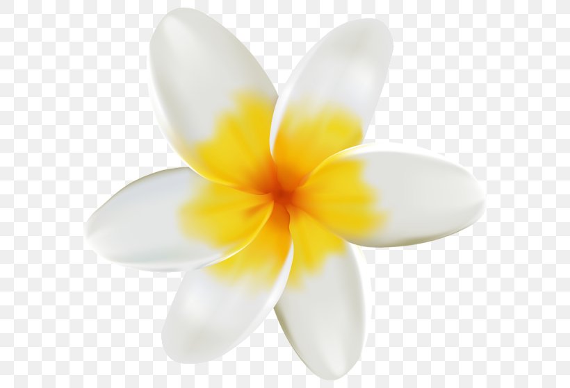 Frangipani Flower Petal Clip Art, PNG, 600x559px, Frangipani, Black, Color, Common Sunflower, Flower Download Free