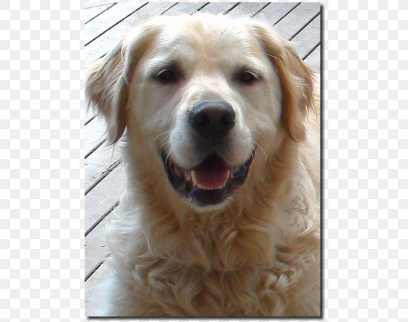 Golden Retriever Dog Breed Companion Dog Sporting Group, PNG, 804x647px, Golden Retriever, Blessing, Breed, Carnivoran, Companion Dog Download Free