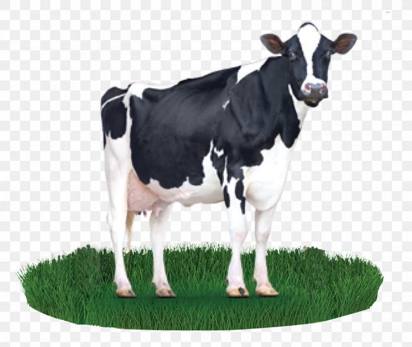 Holstein Friesian Cattle Milk Cargill Dairy Cattle Cattle Feeding, PNG, 2094x1763px, Holstein Friesian Cattle, A2 Milk, Animal Feed, Beef, Calf Download Free