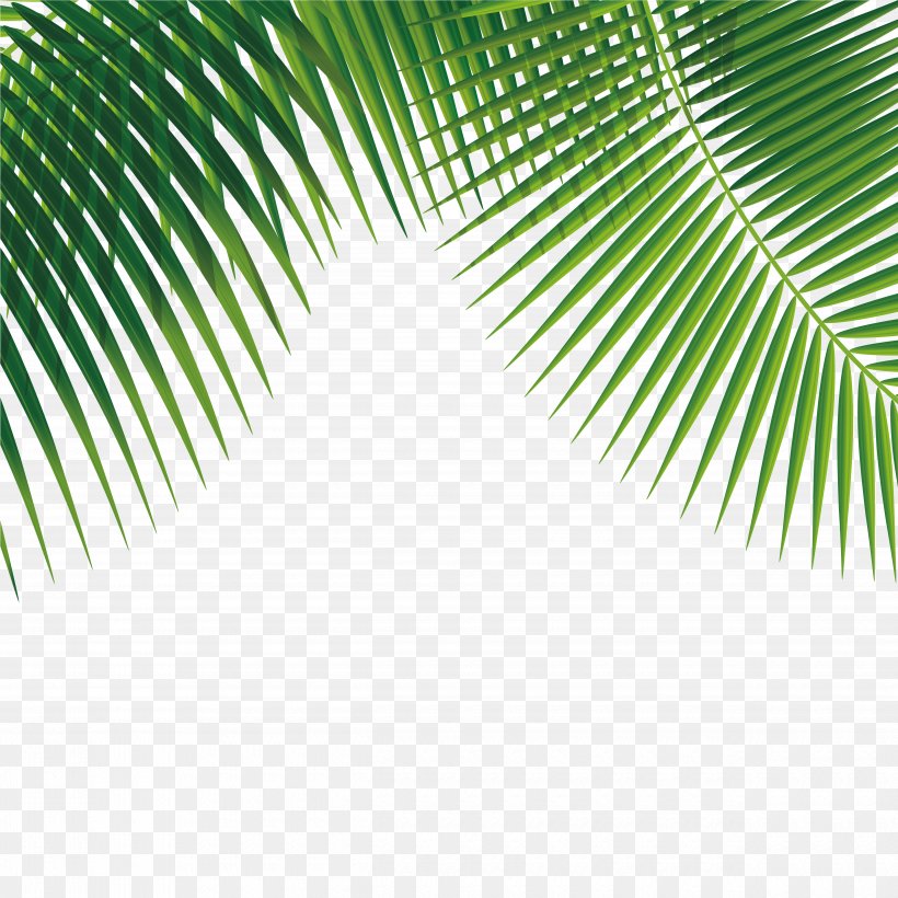 Leaf Euclidean Vector, PNG, 5000x5000px, Leaf, Coconut, Grass, Green, Reflection Download Free