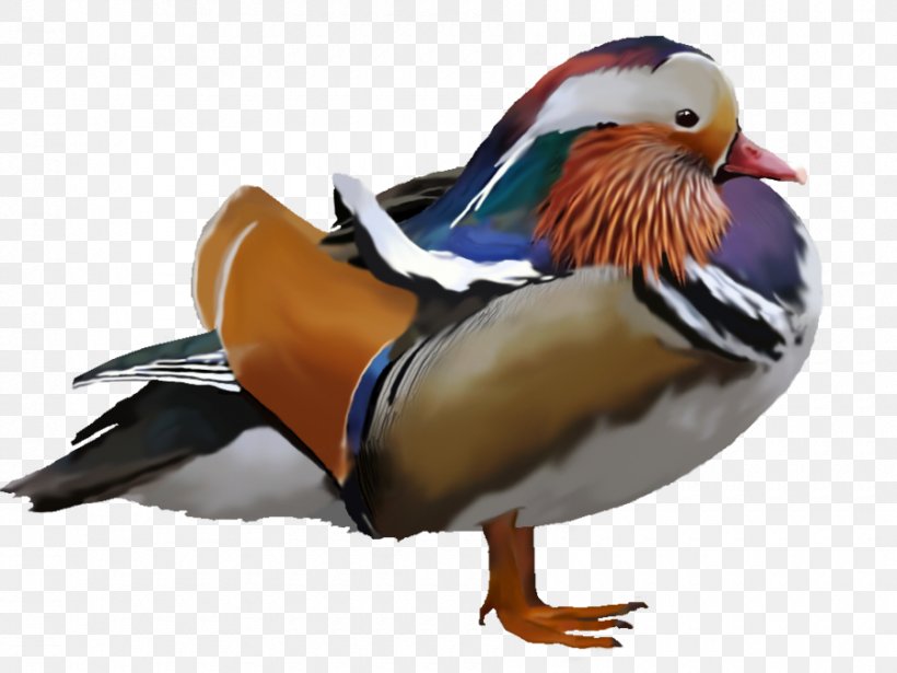 Mandarin Duck Water Bird Anatidae, PNG, 900x675px, Duck, Anatidae, Animal, Anseriformes, Beak Download Free