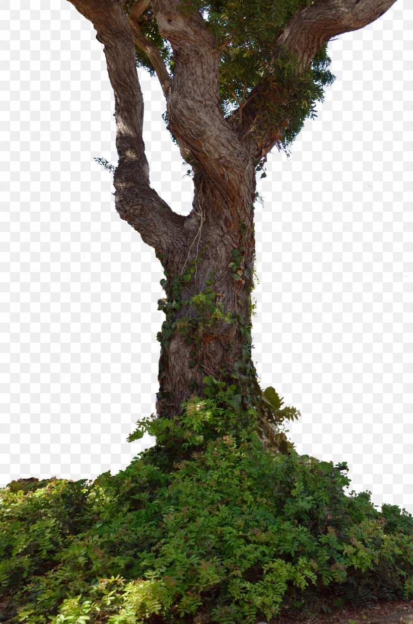Tree Trunk Stock Photography, PNG, 1600x2416px, Tree, Branch, Deviantart, Evergreen, Houseplant Download Free
