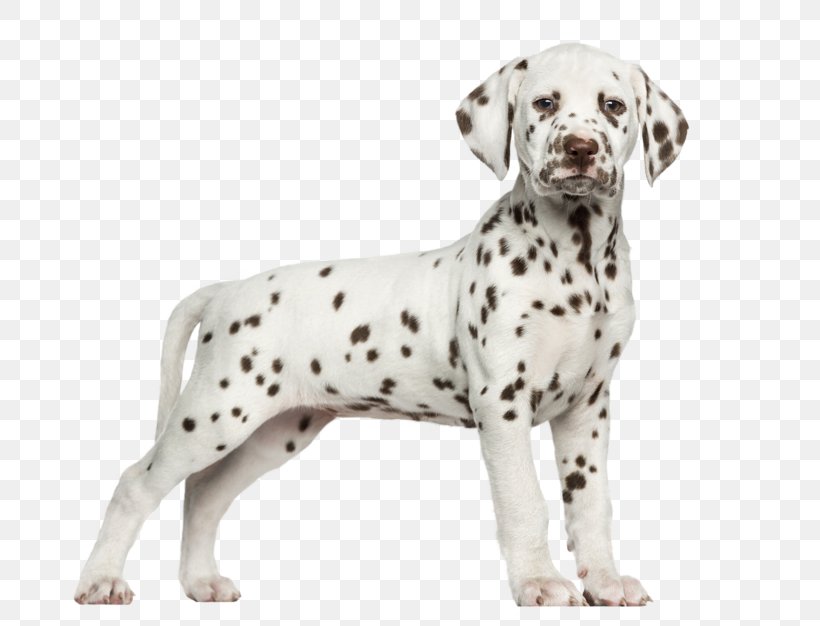 Dalmatian Dog Bernese Mountain Dog Puppy German Shepherd Stock Photography, PNG, 800x626px, Dalmatian Dog, Bark, Bernese Mountain Dog, Boskapshund, Carnivoran Download Free