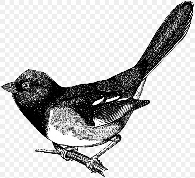Bird Drawing Clip Art, PNG, 1600x1456px, Bird, Art, Beak, Bird Nest, Black And White Download Free