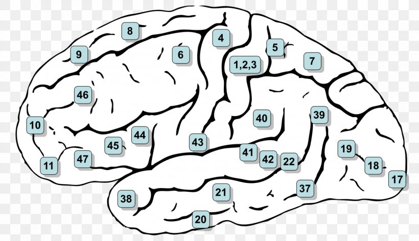 Brodmann Area 6 Cerebral Cortex Premotor Cortex Brain, PNG, 1200x693px, Watercolor, Cartoon, Flower, Frame, Heart Download Free