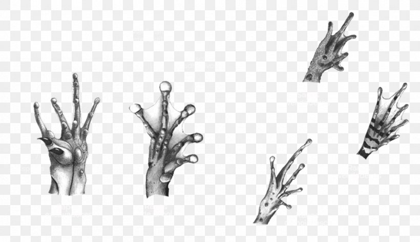 Deer Antler Font, PNG, 947x546px, Deer, Antler, Black And White, Branch, Branching Download Free