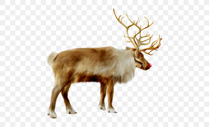 Santa Claus Reindeer Clip Art, PNG, 500x500px, Santa Claus, Antler, Christmas, Deer, Elk Download Free