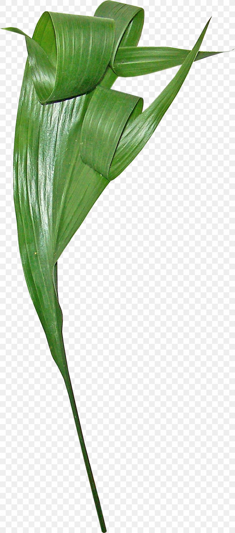 Gratis Euclidean Vector Leaf, PNG, 991x2248px, Gratis, Bamboe, Designer, Flora, Flower Download Free