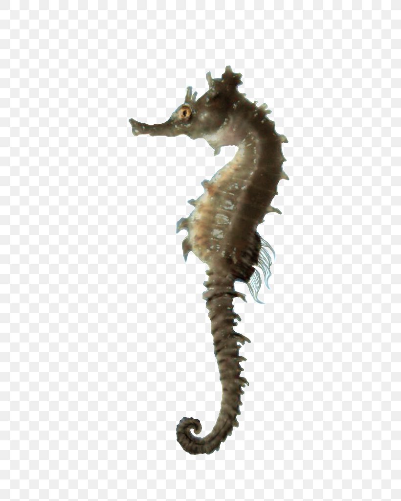 Seahorse Clip Art, PNG, 564x1024px, Seahorse, Animal, Art, Fish, Organism Download Free