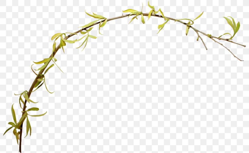 Tree Branch, PNG, 800x506px, Plant Stem, Amphibians, Branch, Flower, Grass Download Free