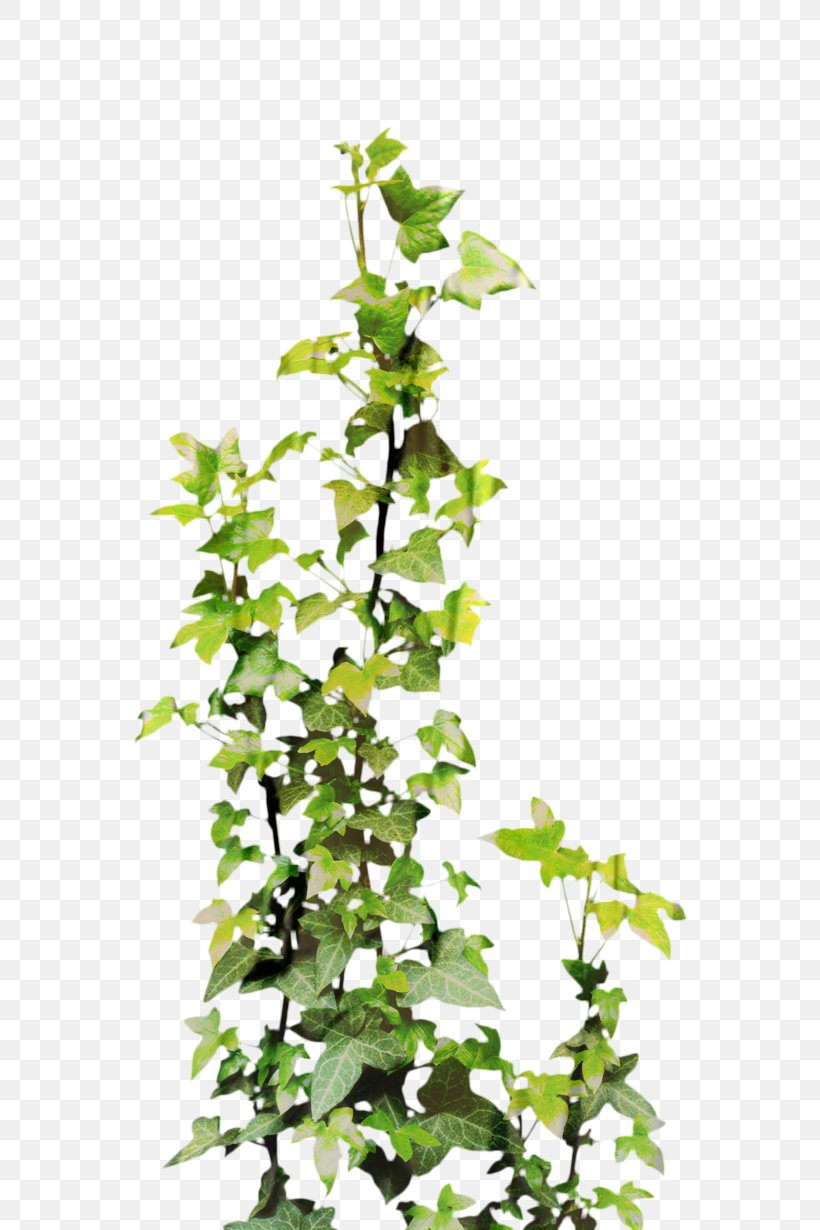 Vine Clip Art Plants Common Ivy, PNG, 600x1230px, Vine, Branch, Common Ivy, Devils Ivy, Evergreen Download Free