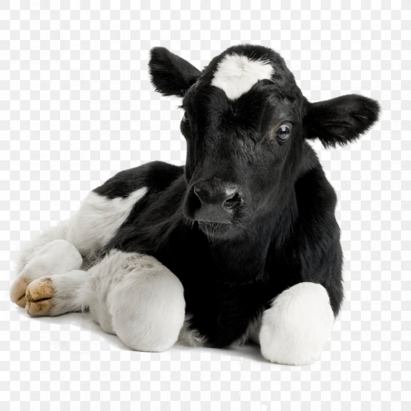 Calf Hereford Cattle Sheep Livestock Dehorning Stock Photography, PNG, 826x826px, Calf, Animal, Cattle, Cattle Like Mammal, Cow Goat Family Download Free