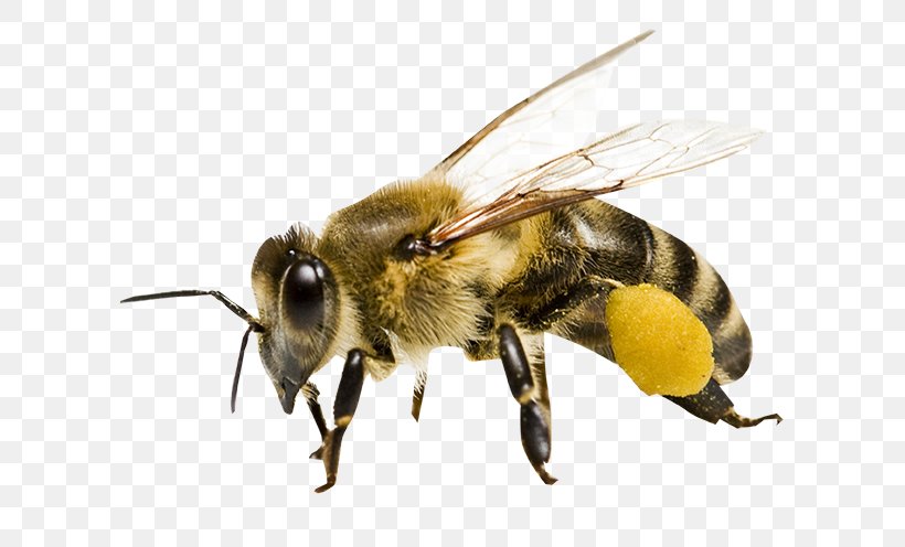 Honey Bee Maya Honeycomb, PNG, 663x496px, Bee, Arthropod, Bee Pollen, Beehive, Beekeeping Download Free