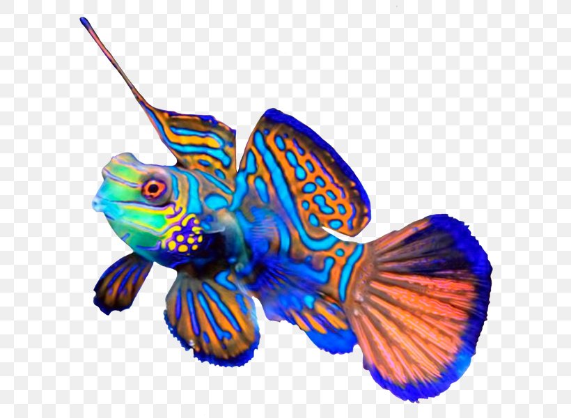 Mandarinfish Picturesque Dragonet Goby Aquarium, PNG, 600x600px, Mandarinfish, Animal, Aquarium, Butterfly, Coral Reef Fish Download Free