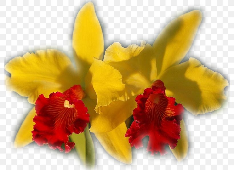 Moth Orchids Flower Plant Diary, PNG, 790x598px, Orchids, Blog, Blossom, Cattleya, Cut Flowers Download Free