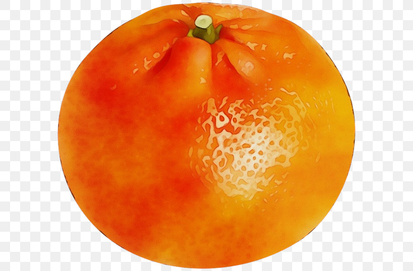Tomato, PNG, 600x538px, Watercolor, Grapefruit, Natural Food, Orange, Paint Download Free