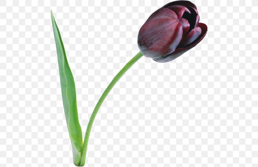 The Black Tulip Clip Art, PNG, 500x531px, Black Tulip, Bud, Cut Flowers, Document, Flower Download Free