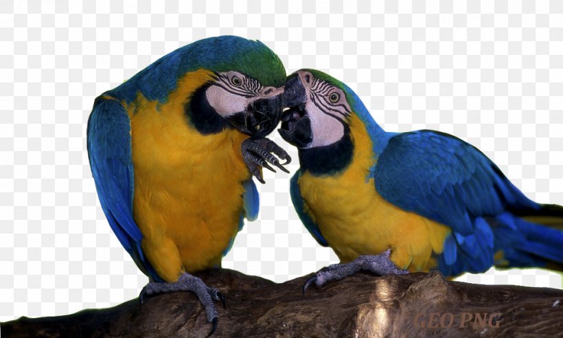 Bird True Parrot Red-and-green Macaw Budgerigar, PNG, 993x597px, Bird, Beak, Budgerigar, Common Pet Parakeet, Fauna Download Free
