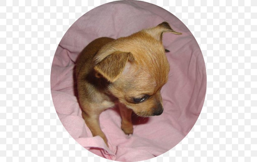Chihuahua Russkiy Toy Puppy Dog Breed Companion Dog, PNG, 500x517px, Chihuahua, Breed, Carnivoran, Companion Dog, Crossbreed Download Free