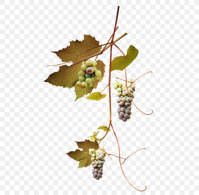 Common Grape Vine Grape Leaves Leaf Branch, PNG, 486x800px, Grape, Branch, Common Grape Vine, Flowering Plant, Food Download Free