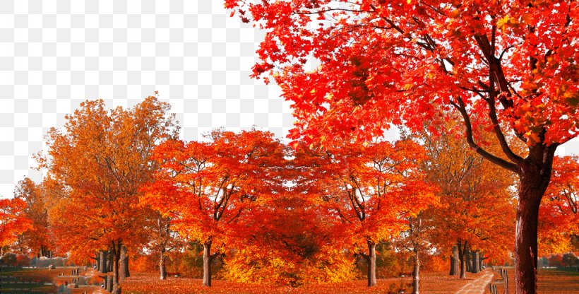 Maple Leaf Shulin District Autumn Tree, PNG, 1024x520px, Maple Leaf, Autumn, Autumn Leaf Color, Branch, Deciduous Download Free