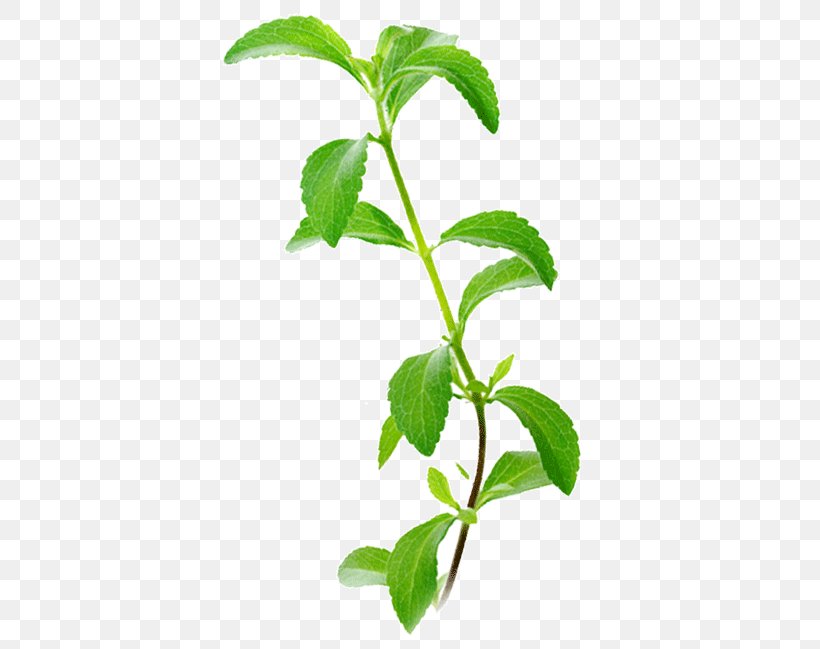 Stevia Candyleaf Sugar Substitute Plant Chlorophyll, PNG, 390x649px, Stevia, Artificial, Candyleaf, Chlorophyll, Diabetes Mellitus Download Free