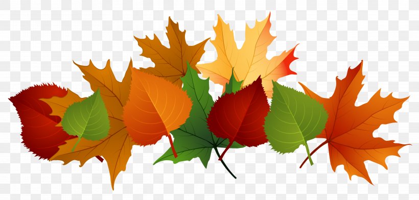 Autumn Leaf Color Clip Art, PNG, 4153x1988px, Autumn Leaf Color, Autumn, Drawing, Flower, Free Content Download Free