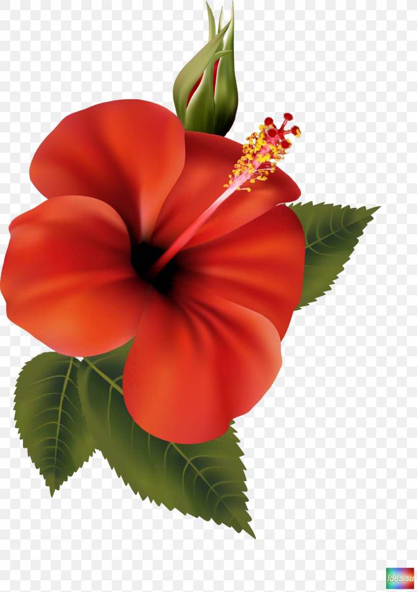 Hibiscus Flower, PNG, 1000x1419px, Flower, China Rose, Chinese Hibiscus, Flowering Plant, Hibiscus Download Free