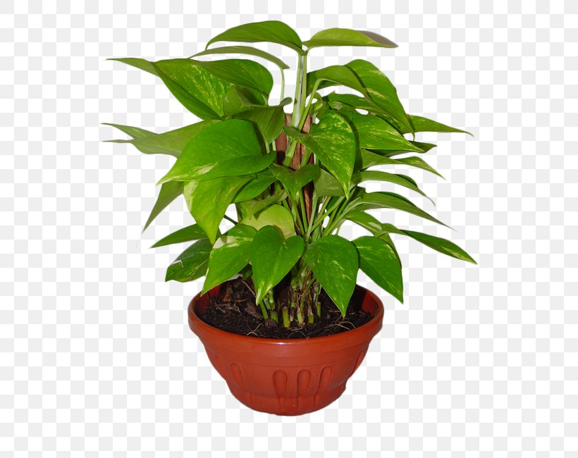 Houseplant Flowerpot Ornamental Plant, PNG, 600x650px, Plant, Company, Cut Flowers, Evergreen, Evergreen Marine Corp Download Free