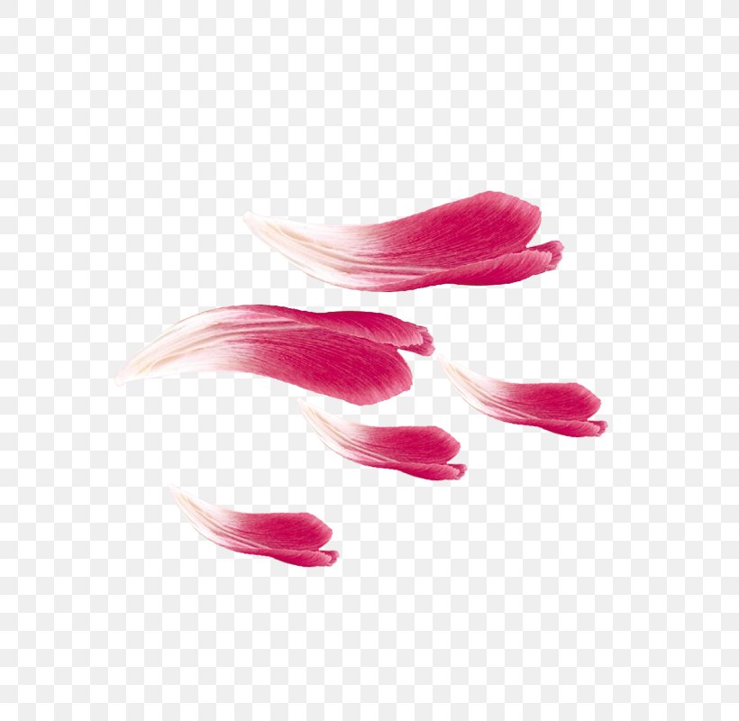Pink Petal Adobe Photoshop Image, PNG, 800x800px, Pink, Beauty, Channel, Close Up, Color Download Free