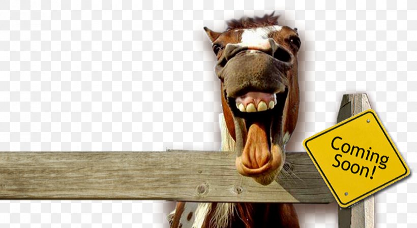Horse Cat Selfie Animal Pet, PNG, 1173x643px, Horse, Animal, Animal Figure, Cat, Dog Download Free