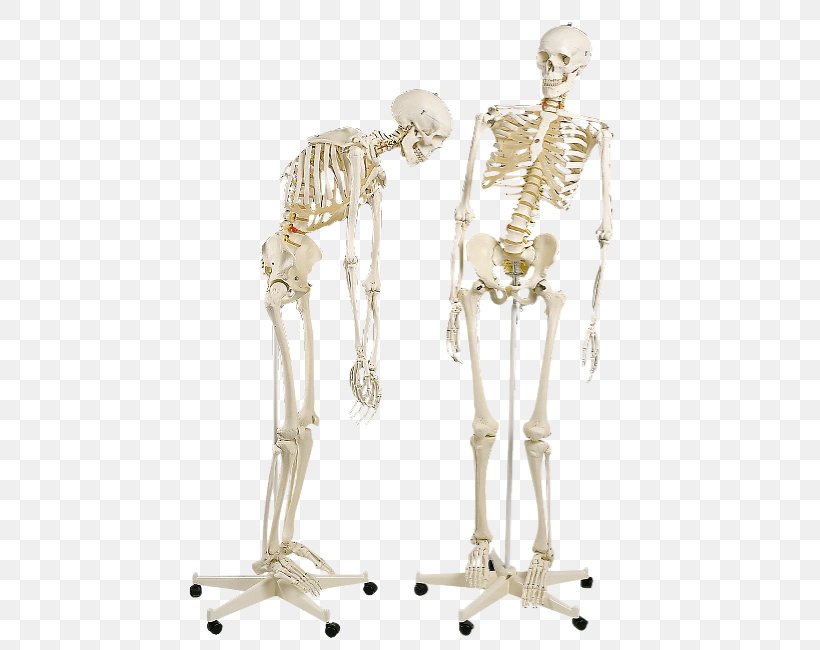 Human Skeleton Anatomy Science Vertebral Column, PNG, 460x650px, Human Skeleton, Anatomy, Arm, Biology, Bone Download Free