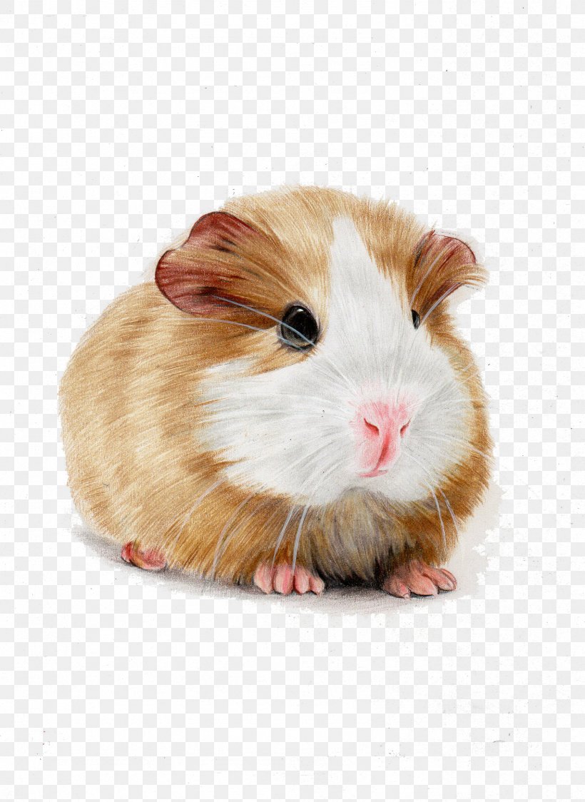 Skinny Pig Hamster Illustration, PNG, 1594x2185px, Skinny Pig, Animation, Cartoon, Colored Pencil, Computer Mouse Download Free