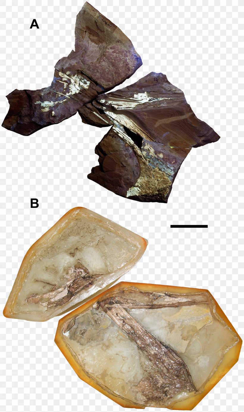 Tapejara Sinopterus Thalassodromeus Europejara Aptian, PNG, 1755x2958px, Tapejara, Animal Source Foods, Aptian, Cladistics, Cretaceous Download Free