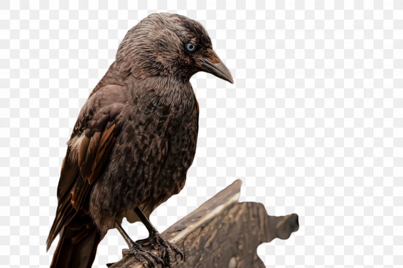 Bird Raven Crow Beak Crow-like Bird, PNG, 2448x1632px, Bird, Beak, Crow, Crowlike Bird, Fish Crow Download Free